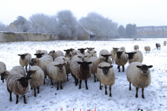 Flock of Sheep, Winter, Tinwell village, Rutland