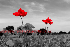 Fields of common Poppy flowers, Norfolk