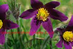 Pasque Flowers, Hills and Holes Reserve, Barnack
