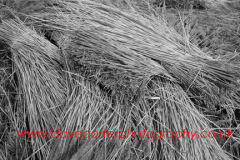 Norfolk Reeds, village of Cley-next-the-Sea