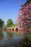 Spring Cherry Tree Blossom, river Wye, Bakewell