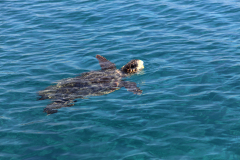 Loggerhead Turtle in the sea at Laganas, Zante